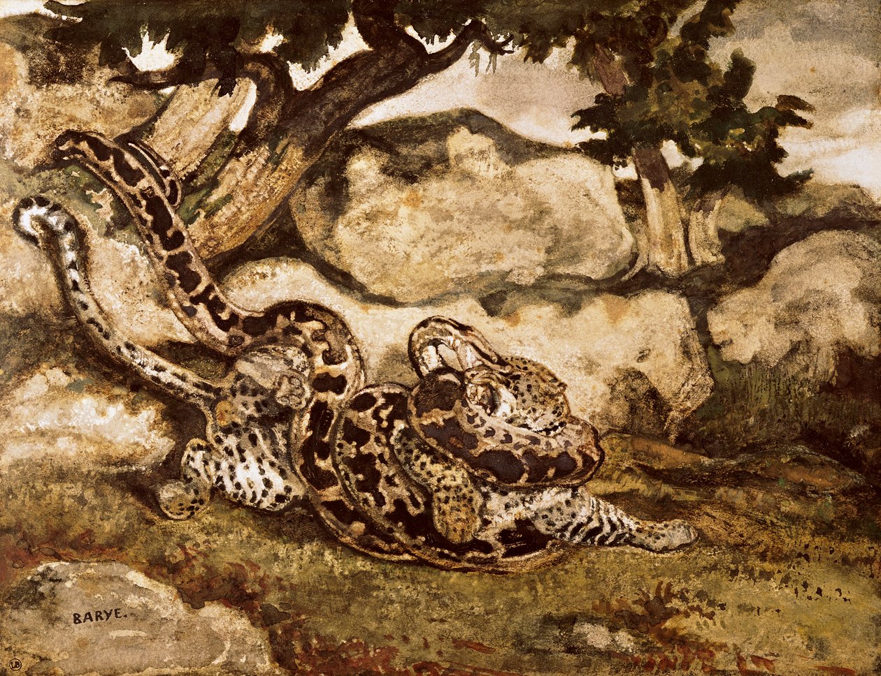 A Python Killing a Tiger (wc och gouache på papper) av Antoine Louis Barye