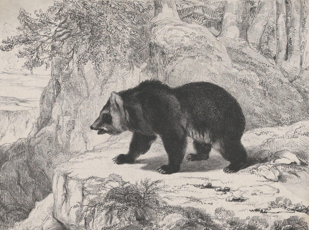 Mississippibjörn, 1836. av Antoine Louis Barye