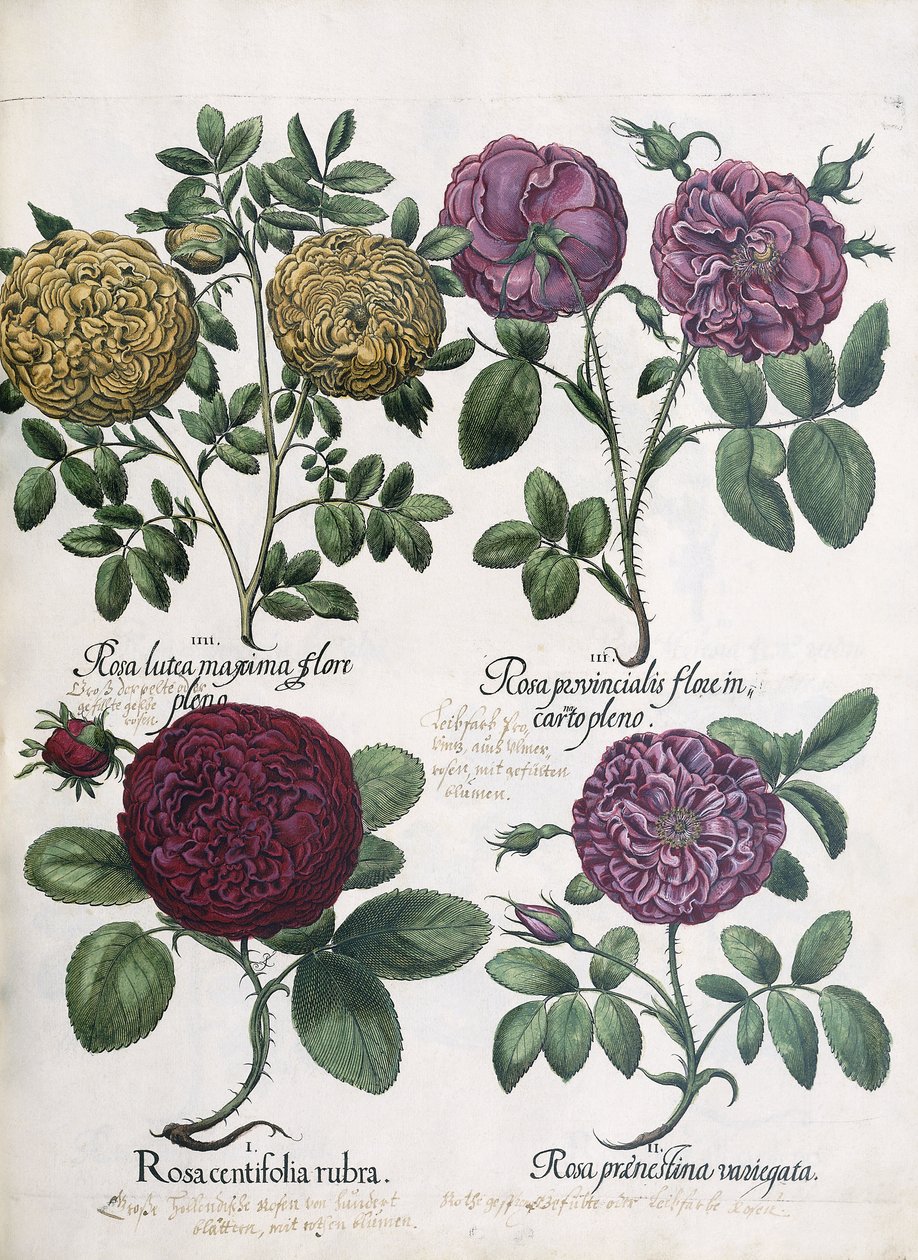Fyra typer av rosor, 1613 av Antoine Pesne
