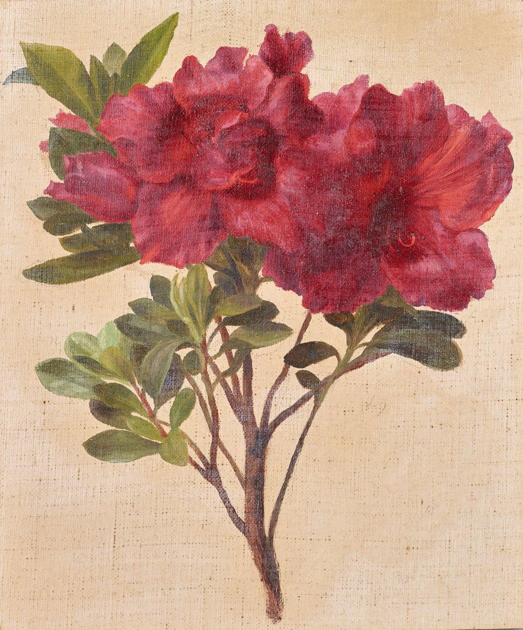 Rhododendron av Anton Hartinger