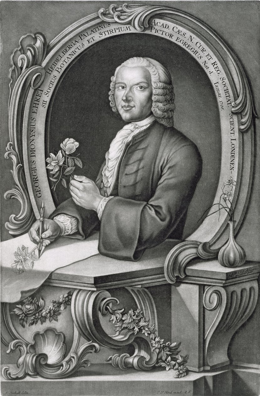 Porträtt av Georg Dionysius Ehret (1710-70) graverad av Johann Jakob Haid (1704-67) av Anton Heckel