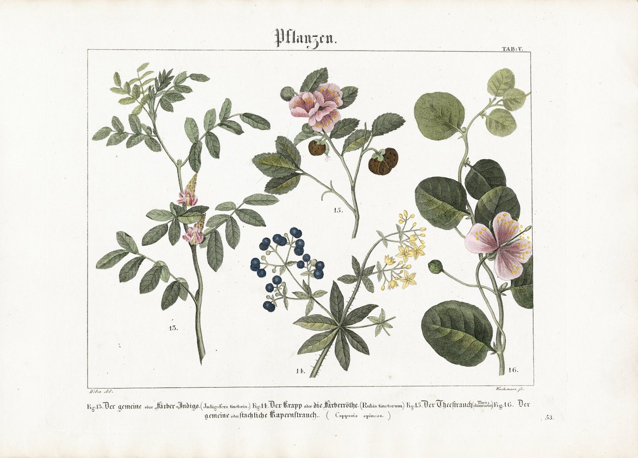 Färgväxter och kaperbuske av Anton Wachsmann