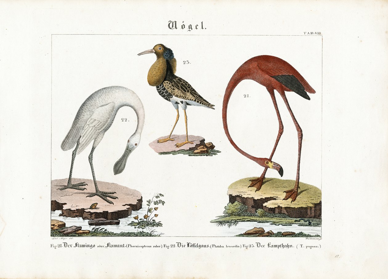 Flamingo, skedstork och raggbock av Anton Wachsmann