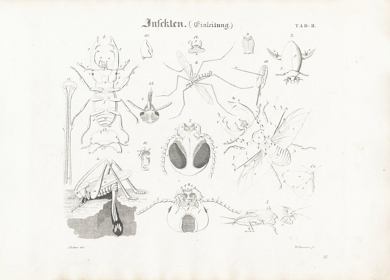 Insekters anatomi av Anton Wachsmann