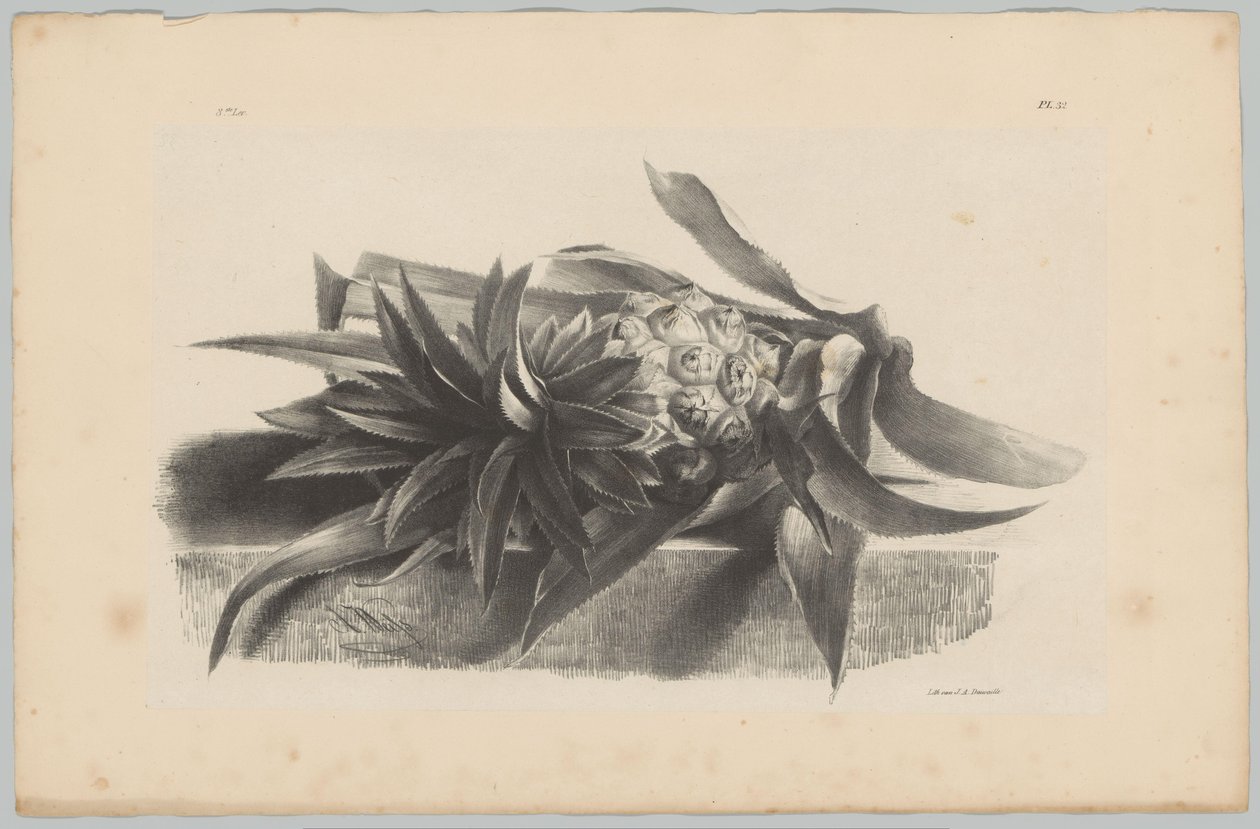Ananas Flower and Fruit Studies (...) 3:e avsnittet (serietitel) av Anton Weiss