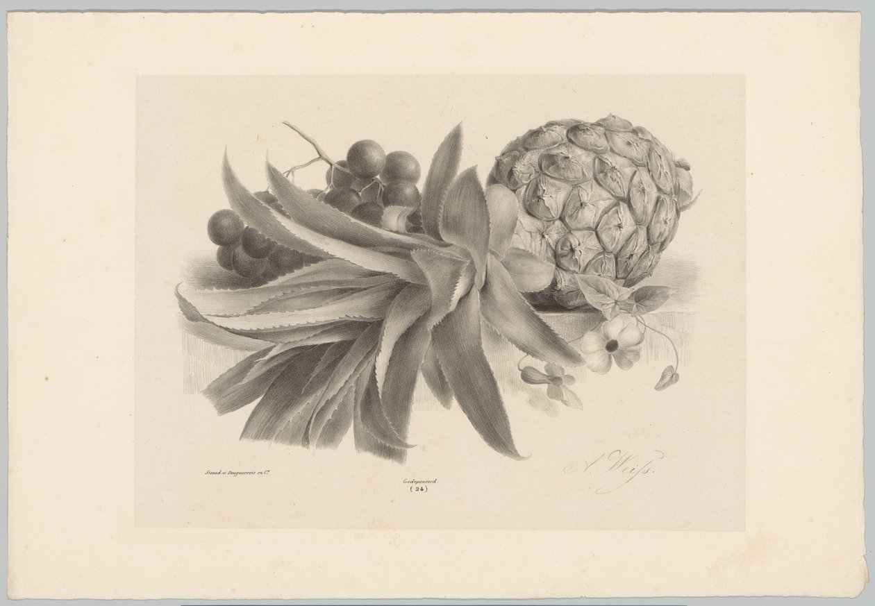 Ananas och vindruvor Flower and Fruit Studies (...) 10:e avsnittet (serietitel) av Anton Weiss