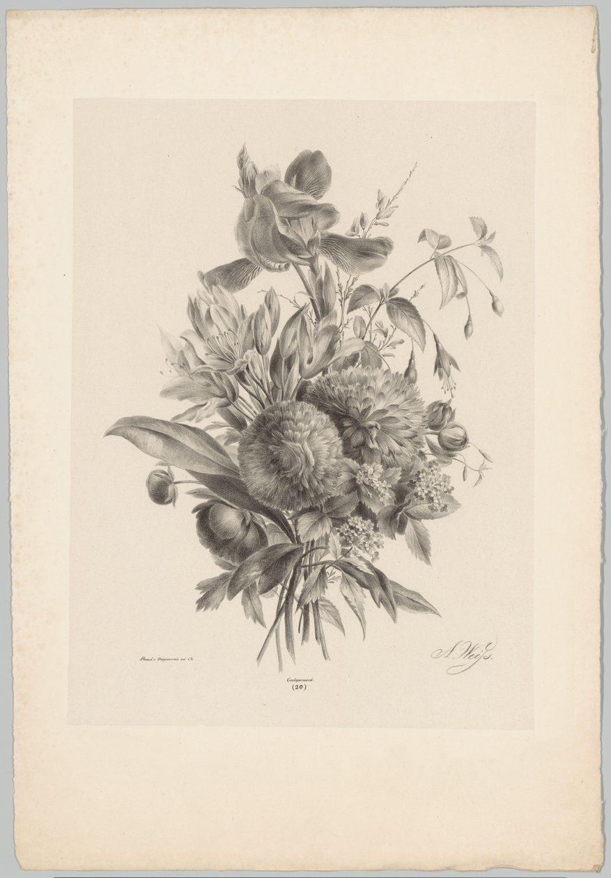 Nejlikor och liljor Flower and Fruit Studies (...) 10:e avsnittet (serietitel) av Anton Weiss
