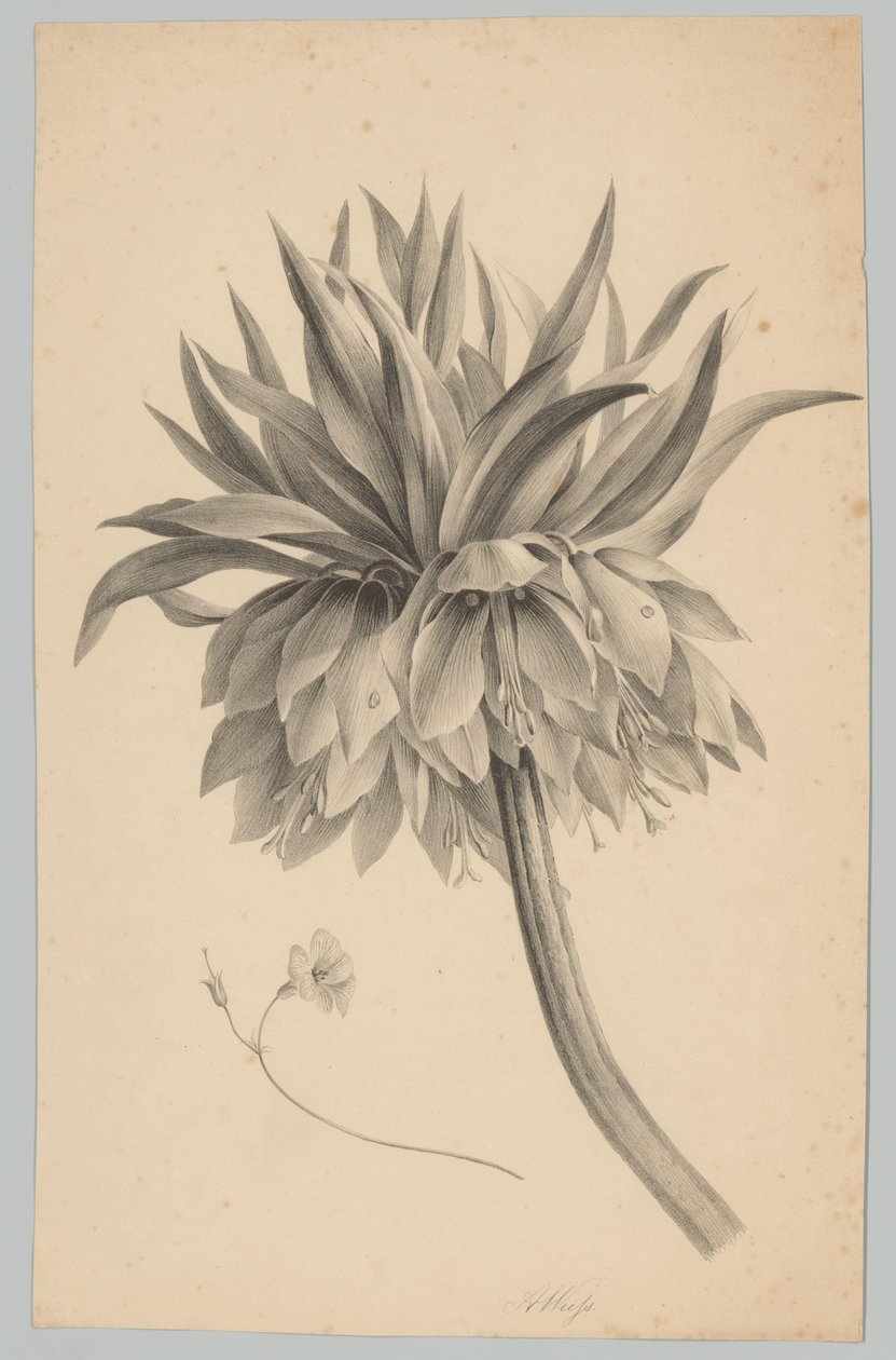 Blomma på stjälken Flower and Fruit Studies (...) 3:e avsnittet (serietitel) av Anton Weiss