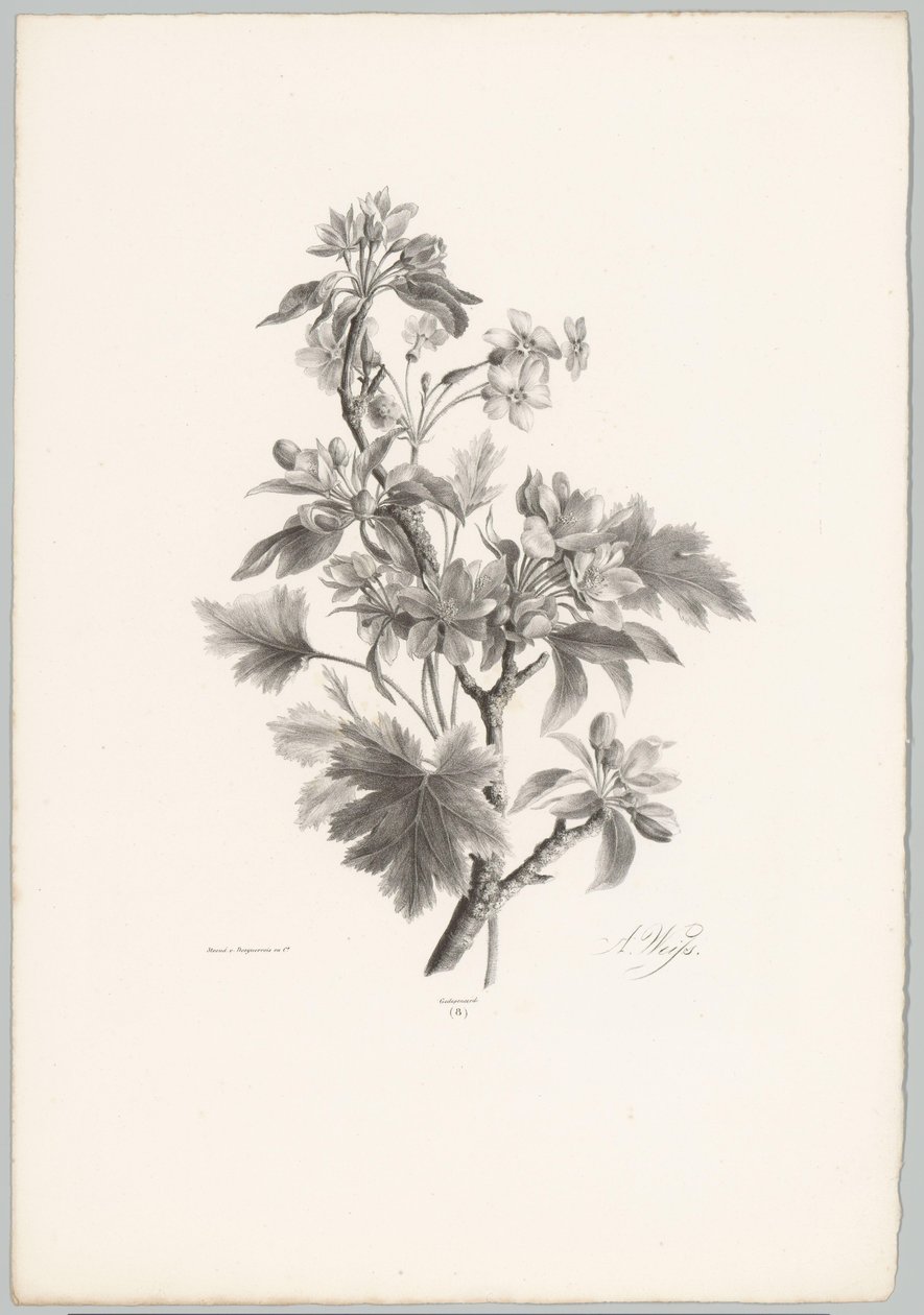Blommor på grenen Flower and Fruit Studies (...) 10:e avsnittet (serietitel) av Anton Weiss