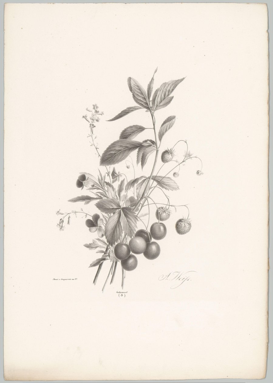 Blommor, jordgubbar och körsbär Flower and Fruit Studies (...) 10:e avsnittet (serietitel) av Anton Weiss