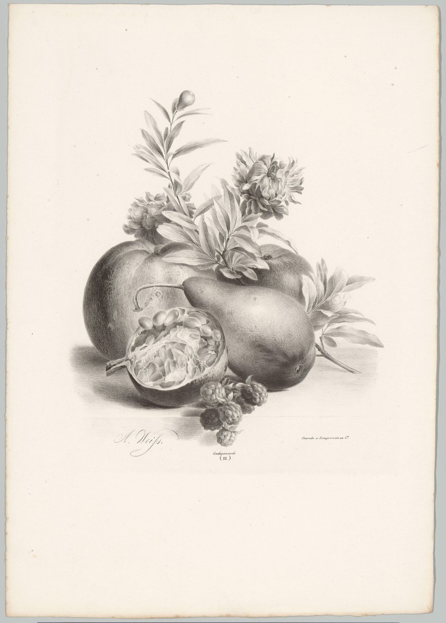 Blommor, äpplen, päron, granatäpple och björnbär Flower and Fruit Studies (...) 10:e avsnittet (serietitel) av Anton Weiss