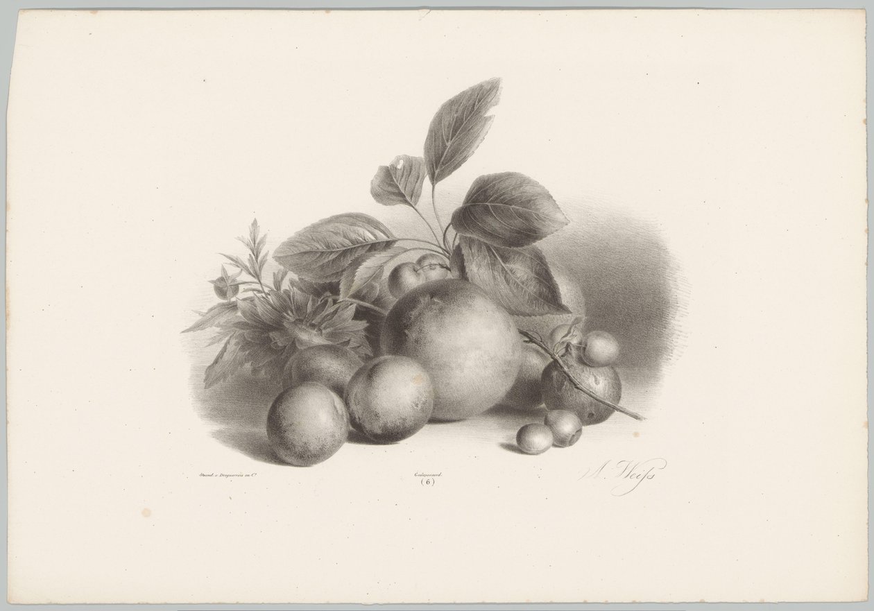 Blommor, nektariner och hasselnötter Flower and Fruit Studies (...) 10:e avsnittet (serietitel) av Anton Weiss