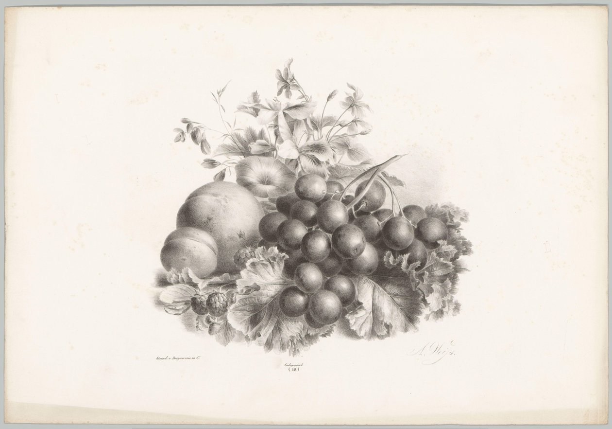 Blommor, persika, nektarin, vindruvor och björnbär Flower and Fruit Studies (...) 10:e avsnittet (serietitel) av Anton Weiss