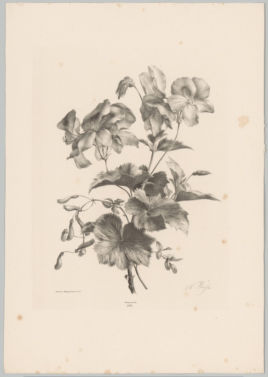 Olika blommor Flower and Fruit Studies (...) 10:e avsnittet (serietitel) av Anton Weiss