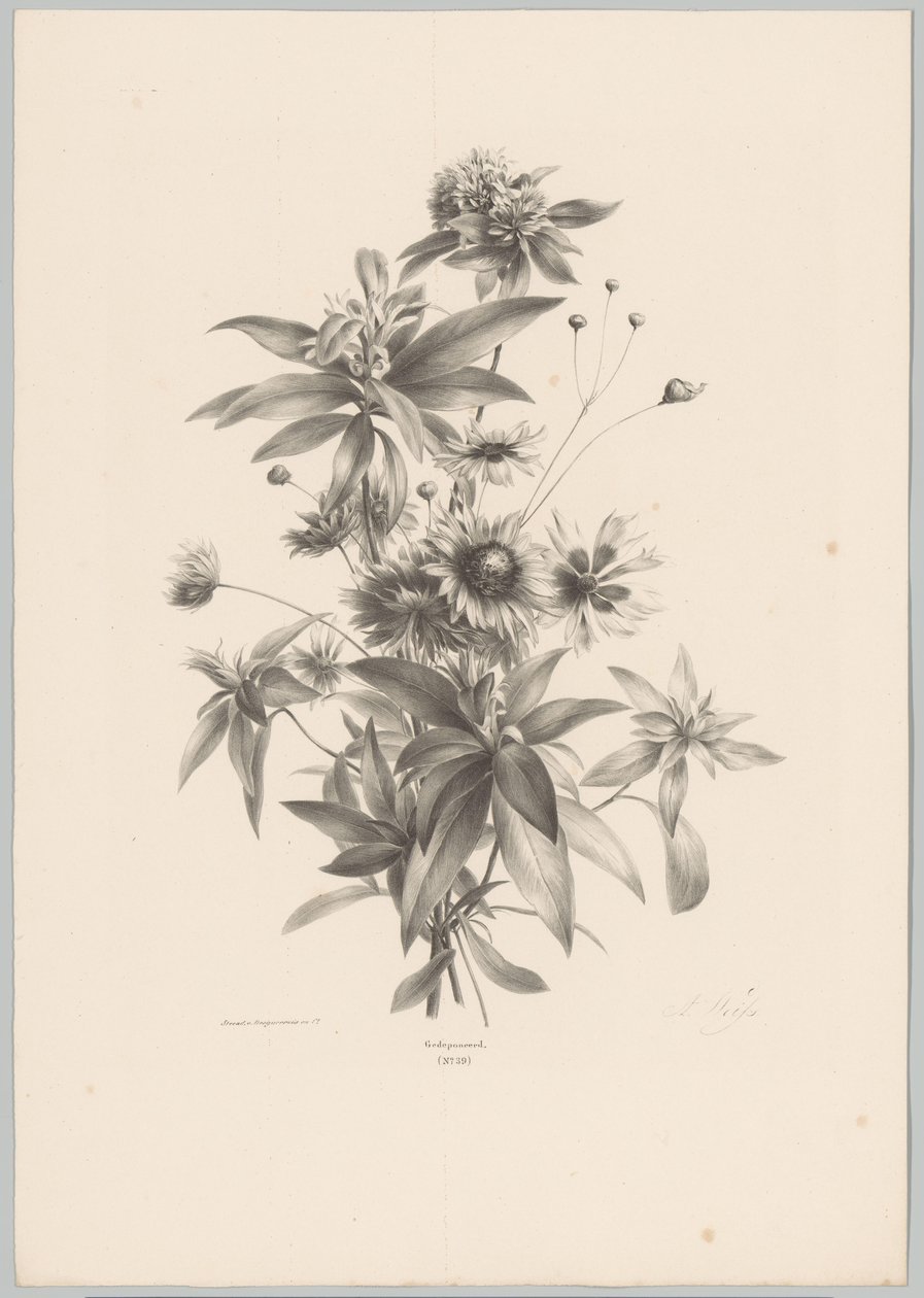 Olika blommor Flower and Fruit Studies (...) 10:e avsnittet (serietitel) av Anton Weiss