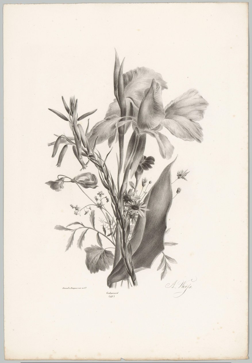 Olika blommor Flower and Fruit Studies (...) 10:e avsnittet (serietitel) av Anton Weiss