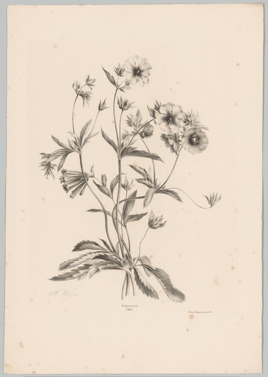 Olika blommor Flower and Fruit Studies (...) 10:e avsnittet (serietitel) av Anton Weiss