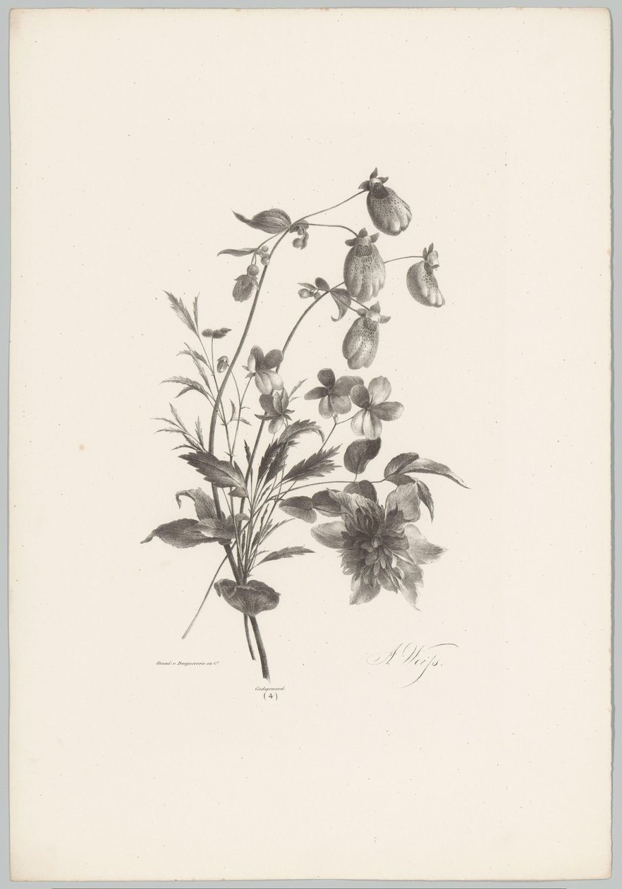 Olika blommor Flower and Fruit Studies (...) 10:e avsnittet (serietitel) av Anton Weiss