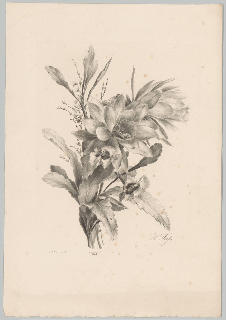 Olika blommor Flower and Fruit Studies (...) 10:e avsnittet (serietitel) av Anton Weiss