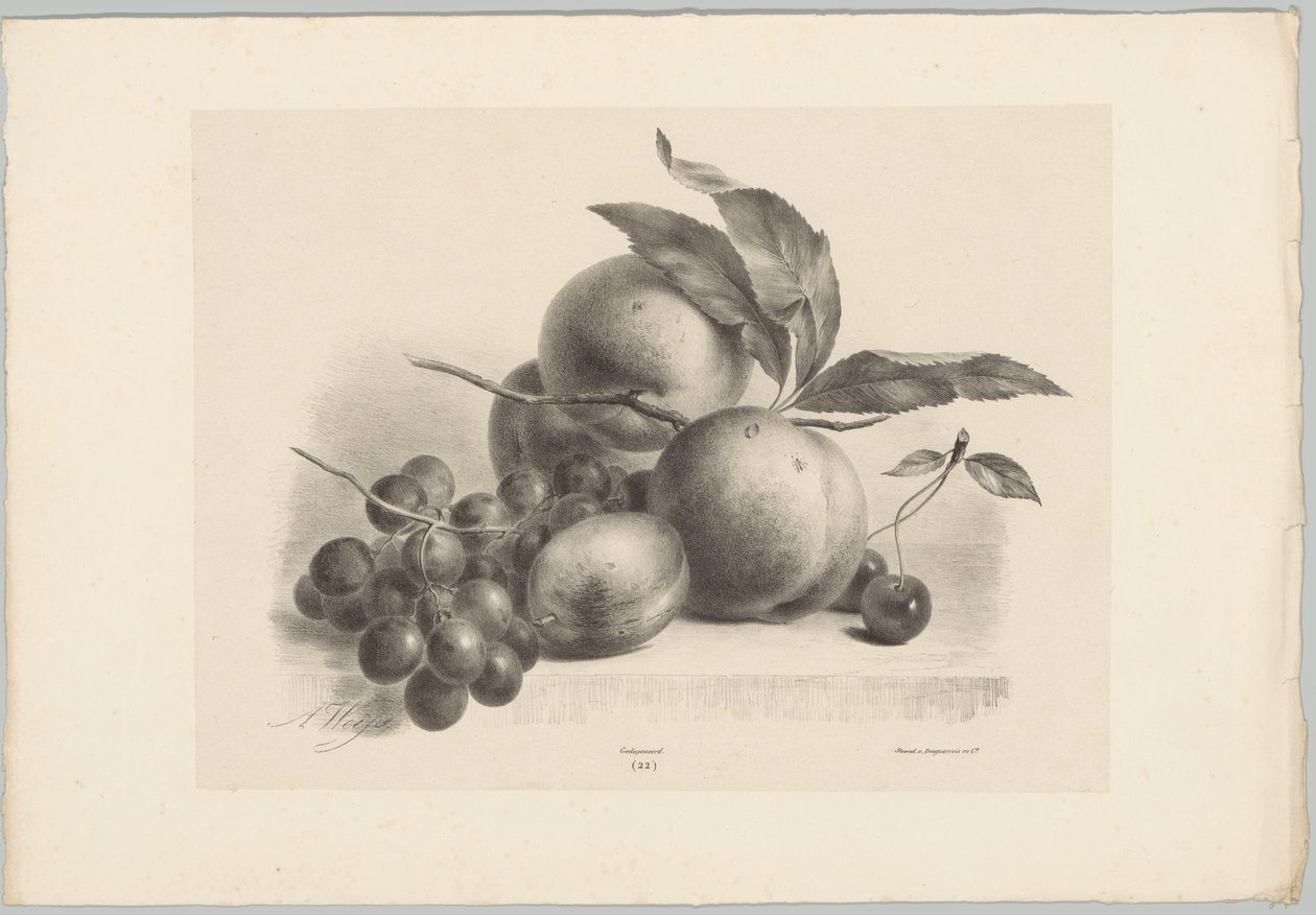 Vindruvor, plommon, persikor och körsbär Flower and Fruit Studies (...) 10:e avsnittet (serietitel) av Anton Weiss