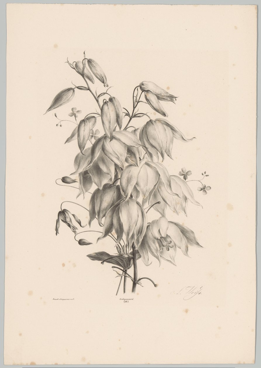 hängande blommor Flower and Fruit Studies (...) 10:e avsnittet (serietitel) av Anton Weiss