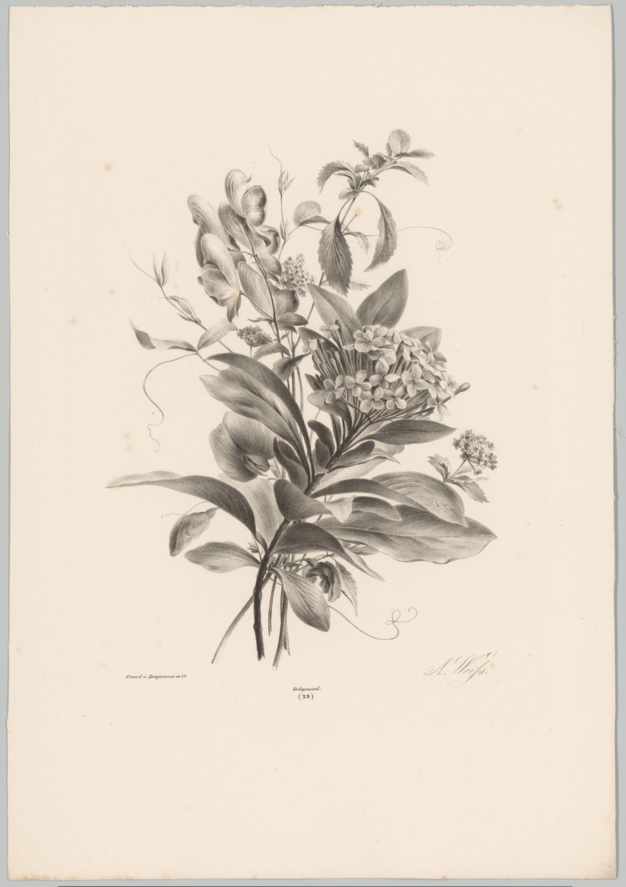 Hortensior och andra blommor Flower and Fruit Studies (...) 10:e avsnittet (serietitel) av Anton Weiss