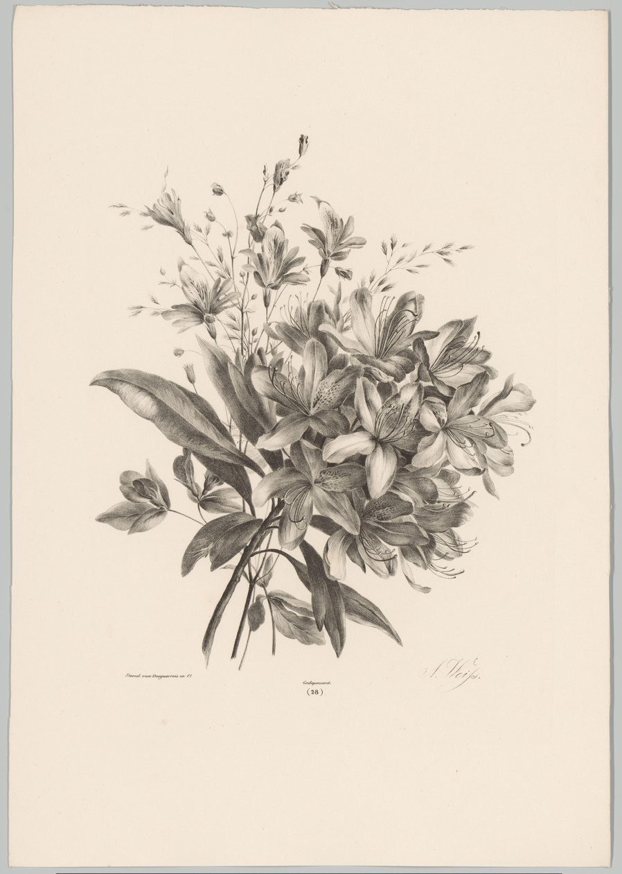 liljor Flower and Fruit Studies (...) 10:e avsnittet (serietitel) av Anton Weiss