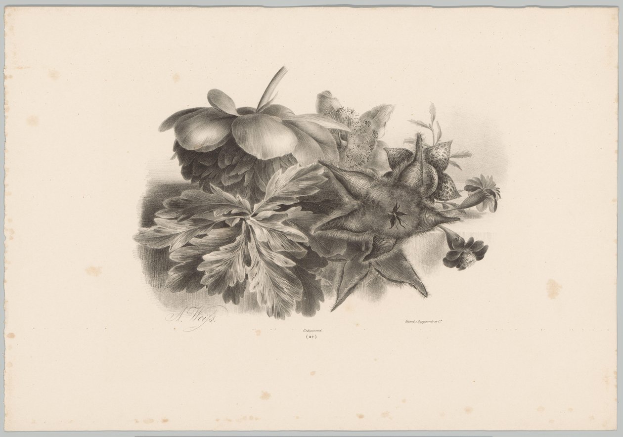 Passionsblommor och blad Flower and Fruit Studies (...) 10:e avsnittet (serietitel) av Anton Weiss