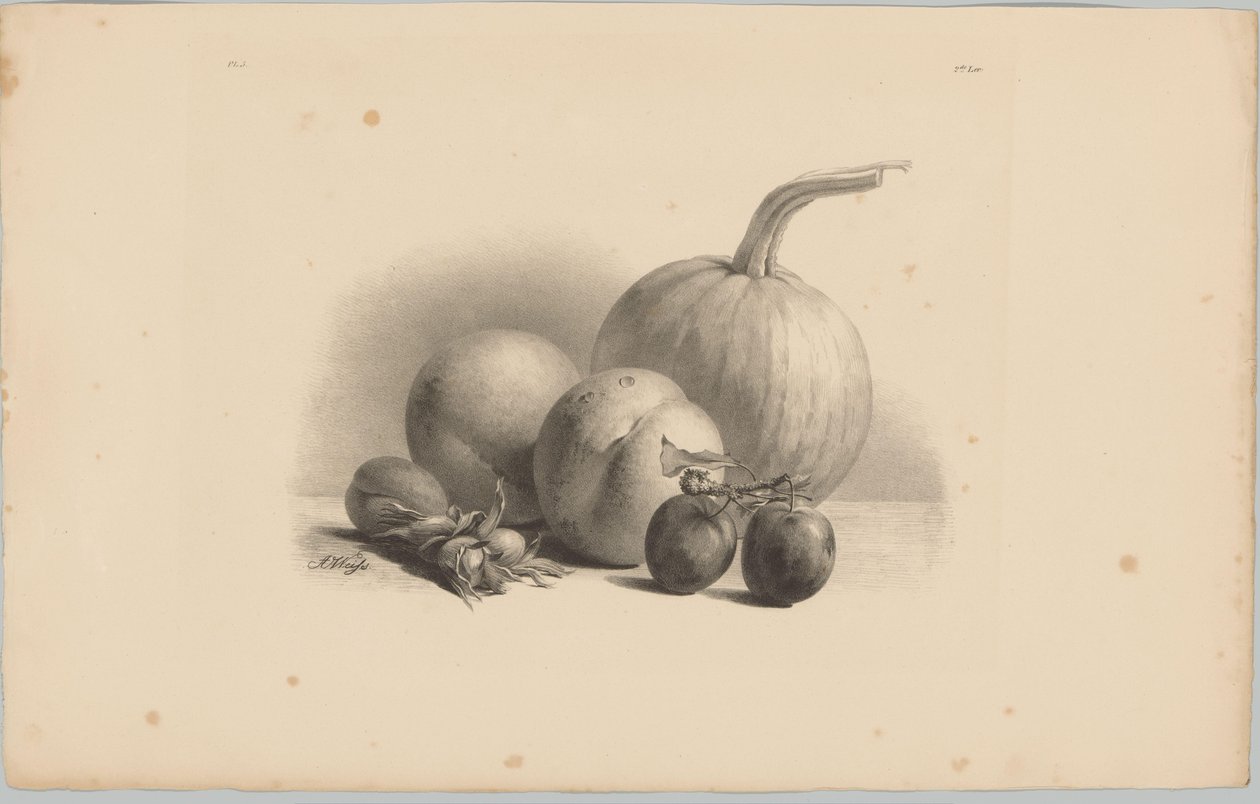 Pumpa, persikor, aprikos, plommon och hasselnötter Flower and Fruit Studies (...) 3:e avsnittet (serietitel) av Anton Weiss