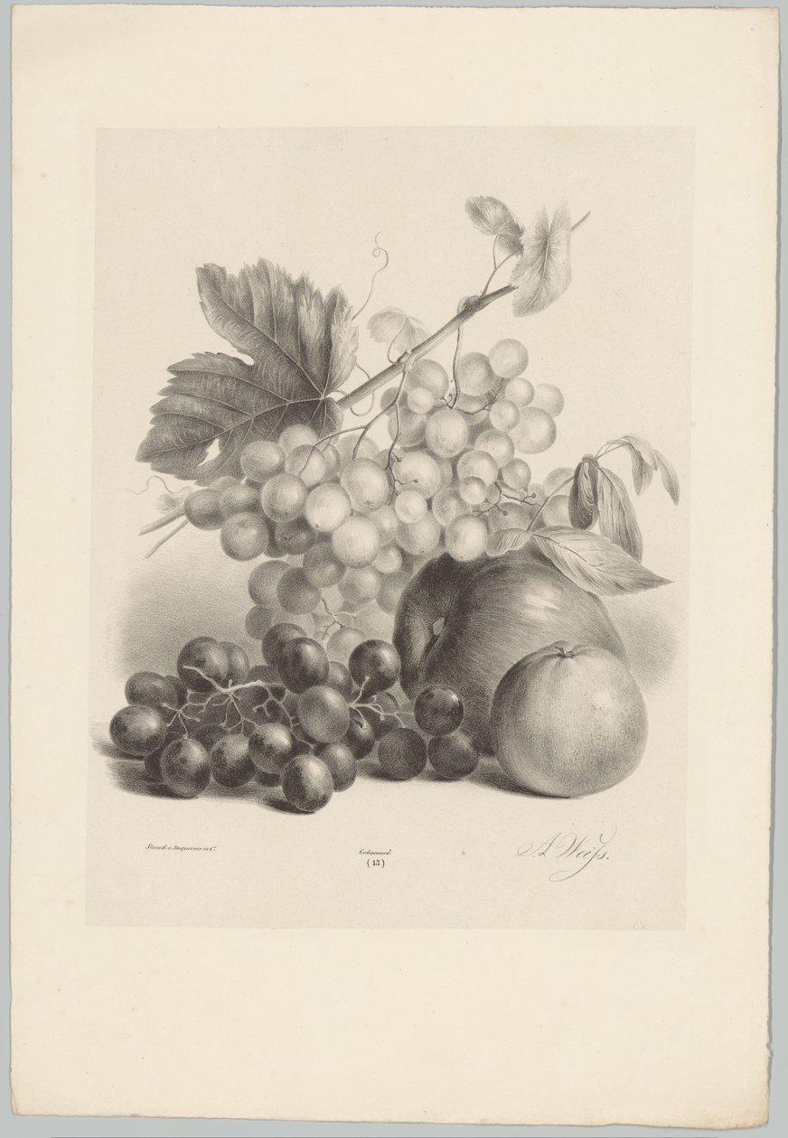Röda och vita druvor och äpplen Flower and Fruit Studies (...) 10:e avsnittet (serietitel) av Anton Weiss