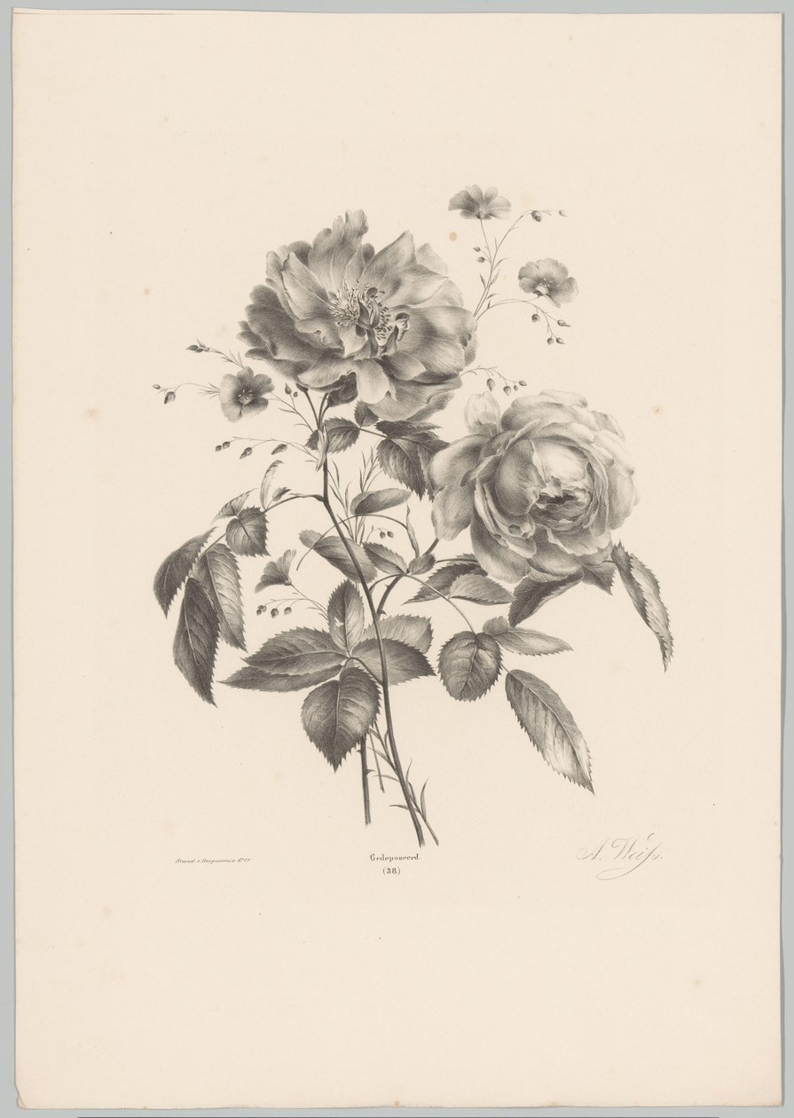 Ros och nejlika blomma Flower and Fruit Studies (...) 10:e avsnittet (serietitel) av Anton Weiss