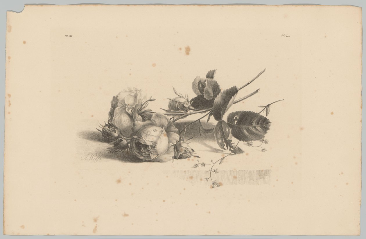 Rosor Flower and Fruit Studies (...) 3:e avsnittet (serietitel) av Anton Weiss