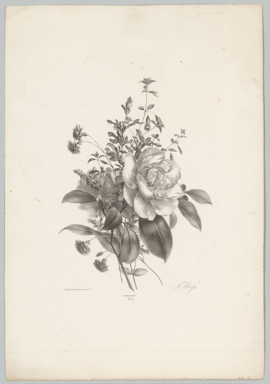 Rosor, nejlikor och fuchsia Flower and Fruit Studies (...) 10:e avsnittet (serietitel) av Anton Weiss