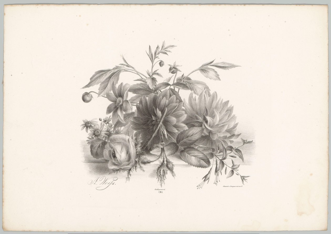 Rosor, dahlior och fuchsia Flower and Fruit Studies (...) 10:e avsnittet (serietitel) av Anton Weiss