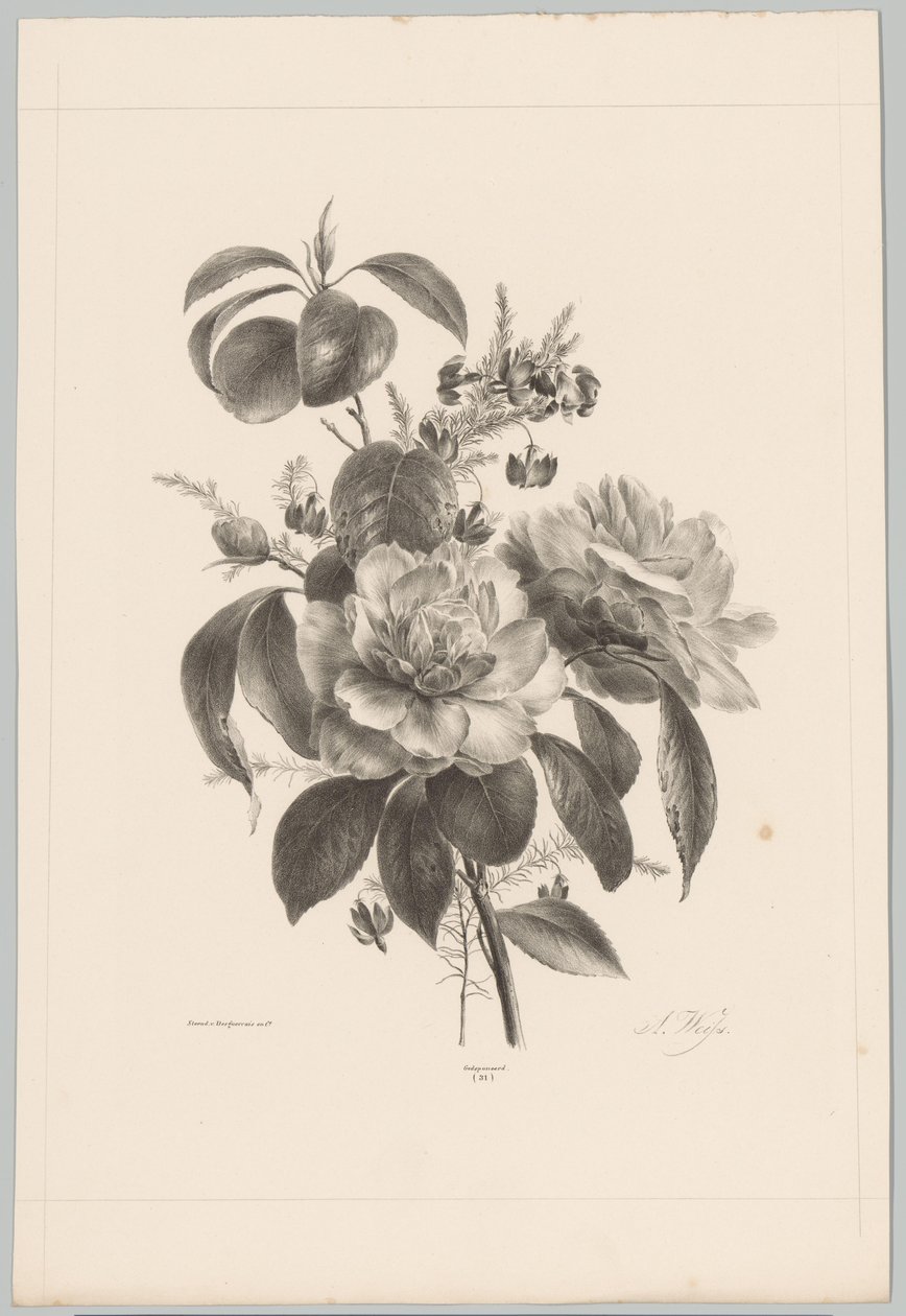Rosor och andra blommor Flower and Fruit Studies (...) 10:e avsnittet (serietitel) av Anton Weiss