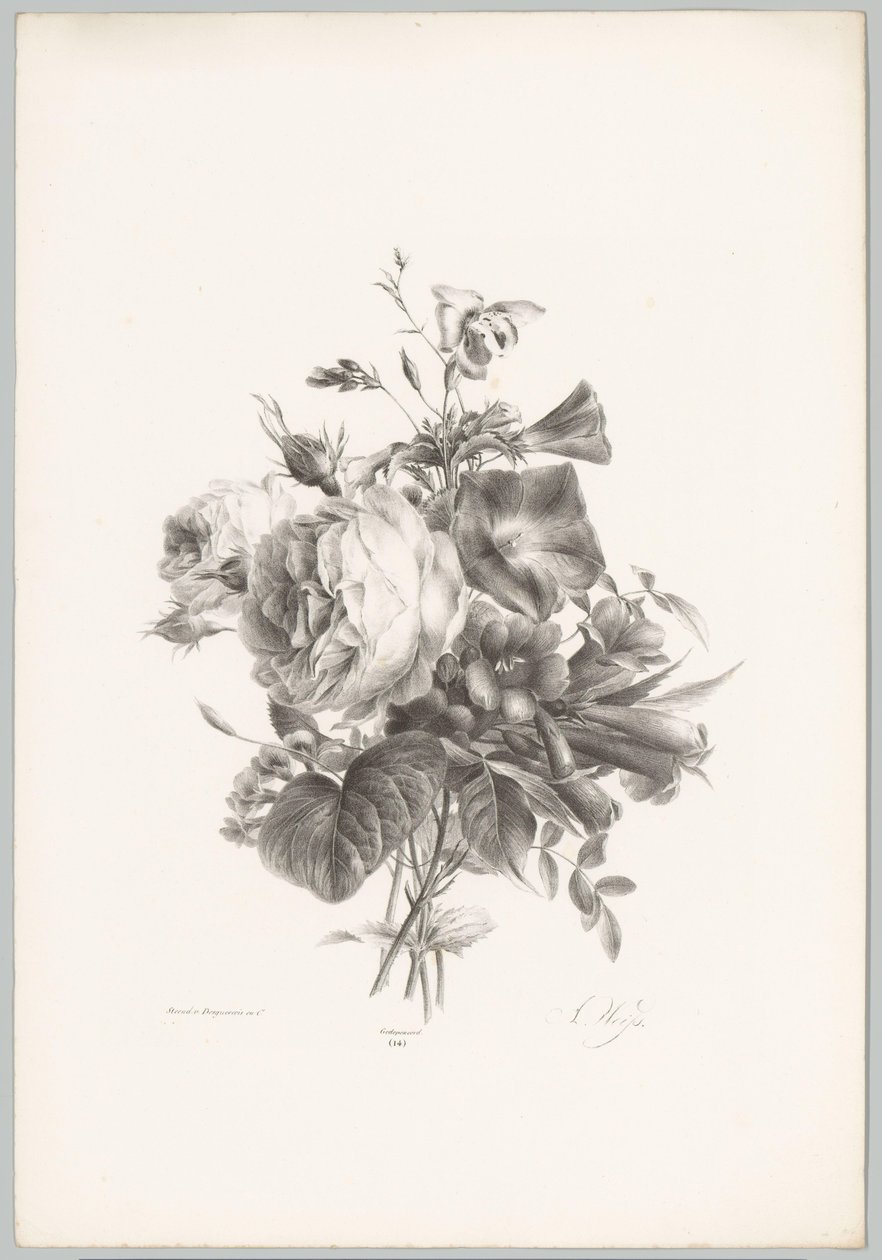 Rosor och kalkformade blommor Flower and Fruit Studies (...) 10:e avsnittet (serietitel) av Anton Weiss