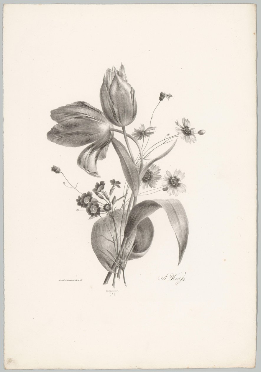 Tulpaner och tusenskönor Flower and Fruit Studies (...) 10:e avsnittet (serietitel) av Anton Weiss