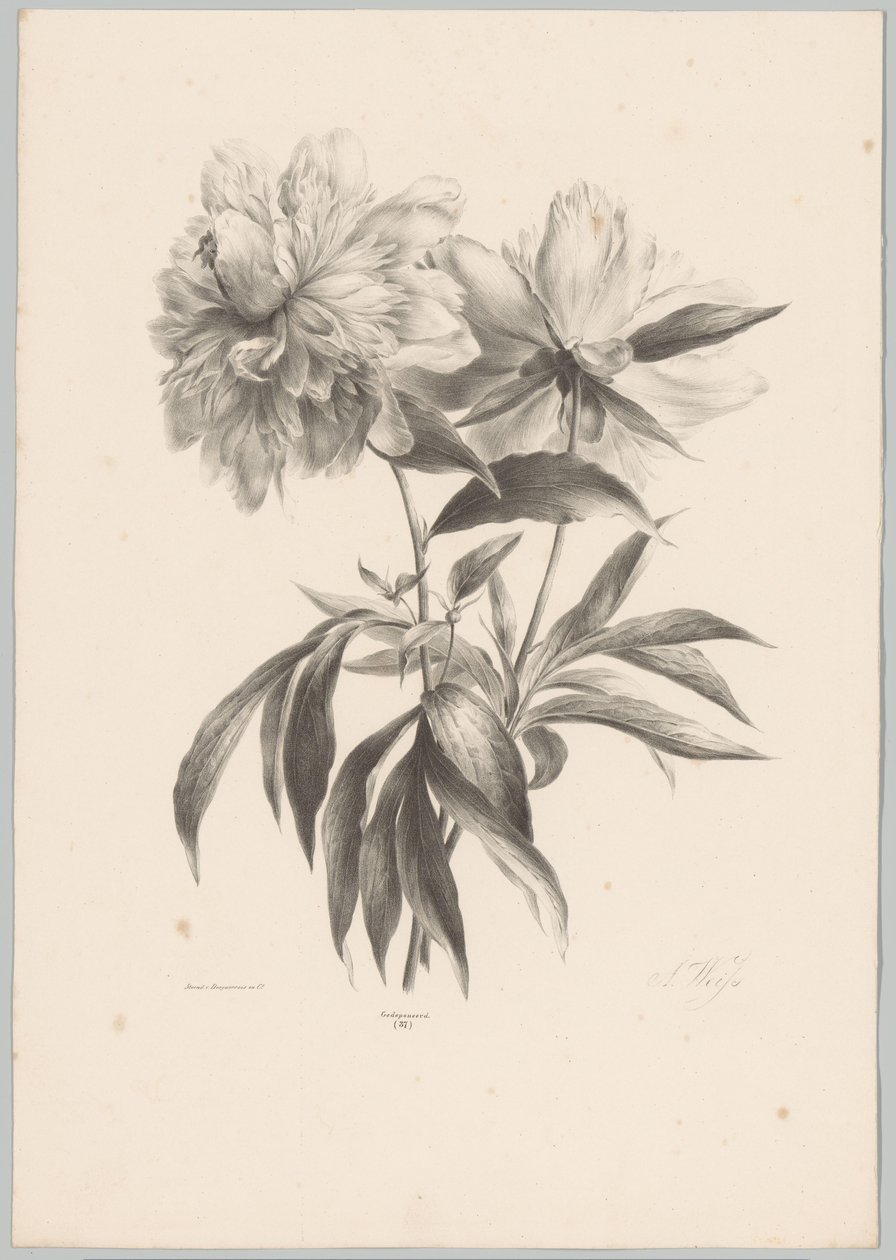 två blommor Flower and Fruit Studies (...) 10:e avsnittet (serietitel) av Anton Weiss