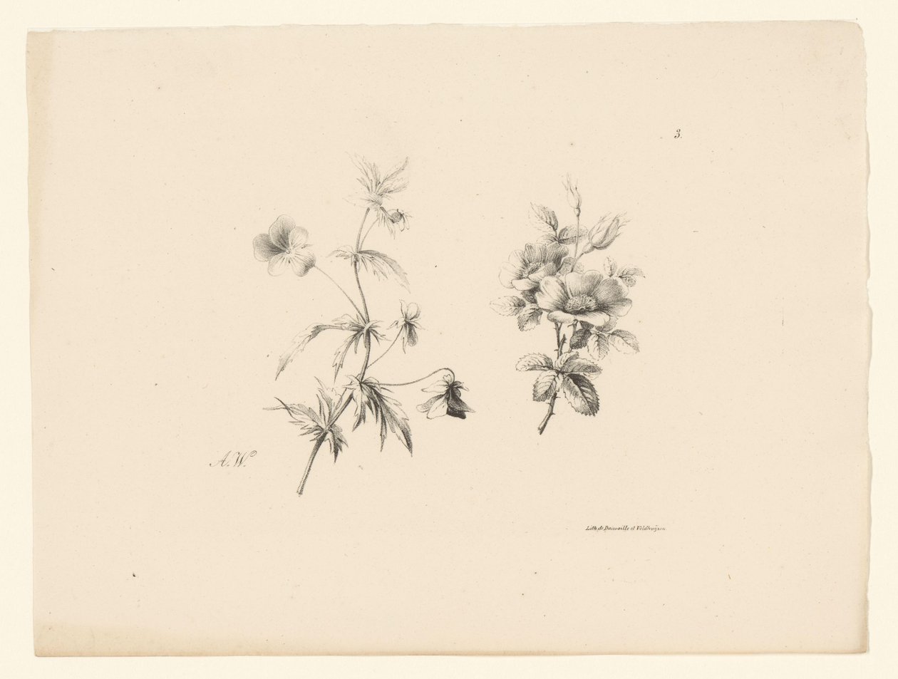 två blommor Blommor och frukter (serietitel) av Anton Weiss