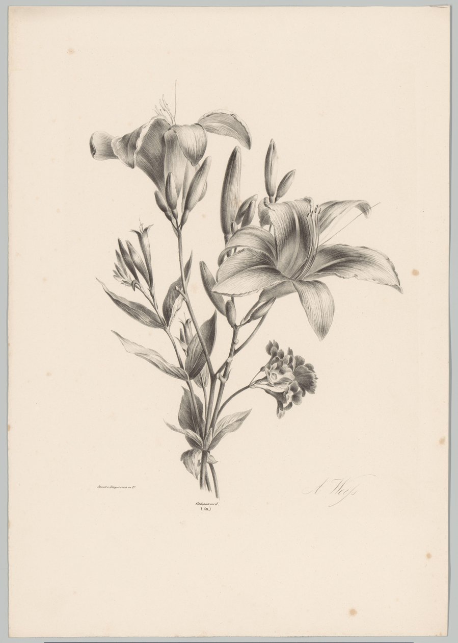 två liljor Flower and Fruit Studies (...) 10:e avsnittet (serietitel) av Anton Weiss