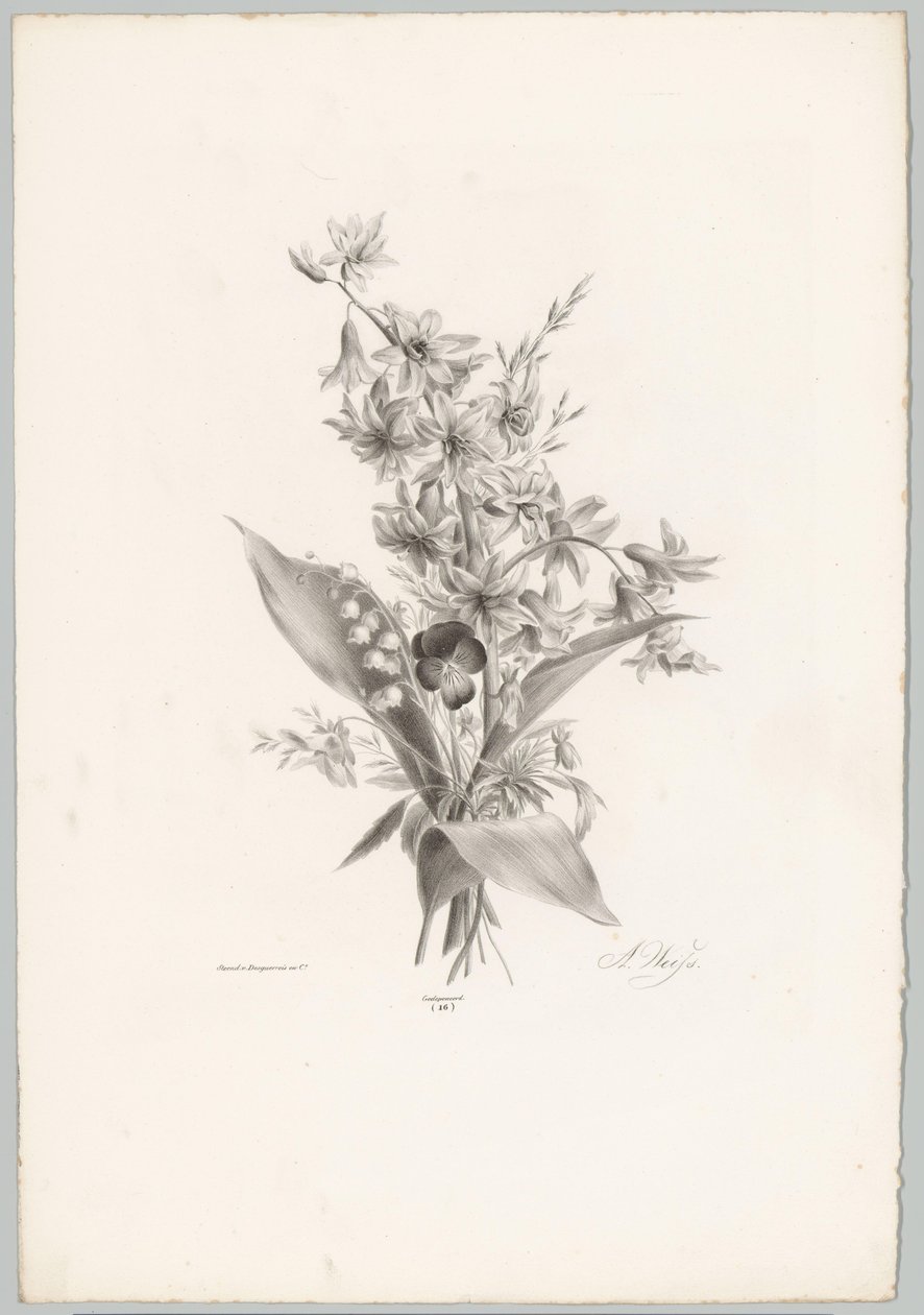 Violett och hyacint och klockformade blommor Flower and Fruit Studies (...) 10:e avsnittet (serietitel) av Anton Weiss