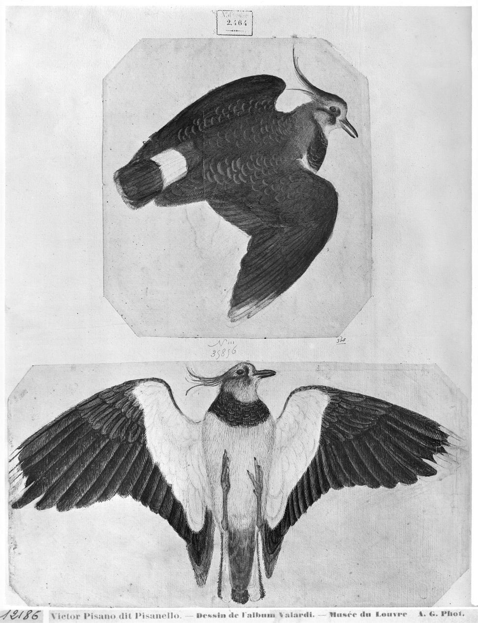 Undulater, från The Vallardi Album (penna och bläck och wc på papper) av Antonio Pisanello