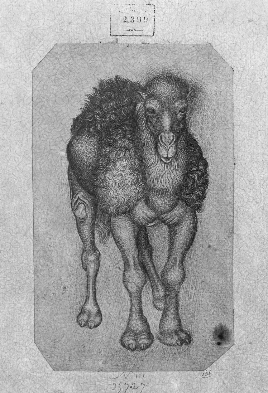 Dromedary, från The Vallardi Album av Antonio Pisanello
