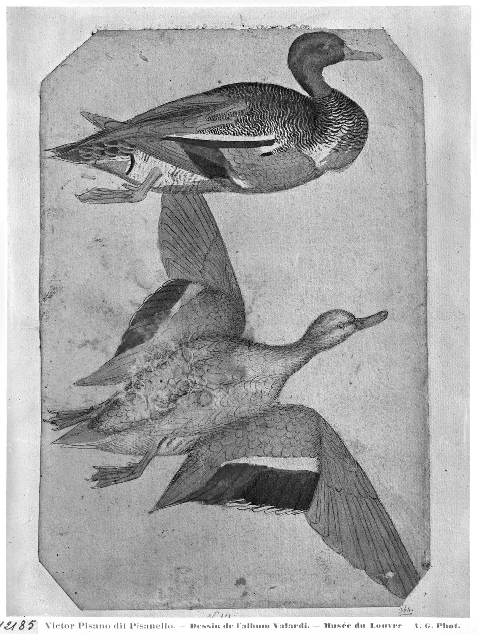 Ankor, från The Vallardi Album (penna och bläck och wc på papper) av Antonio Pisanello