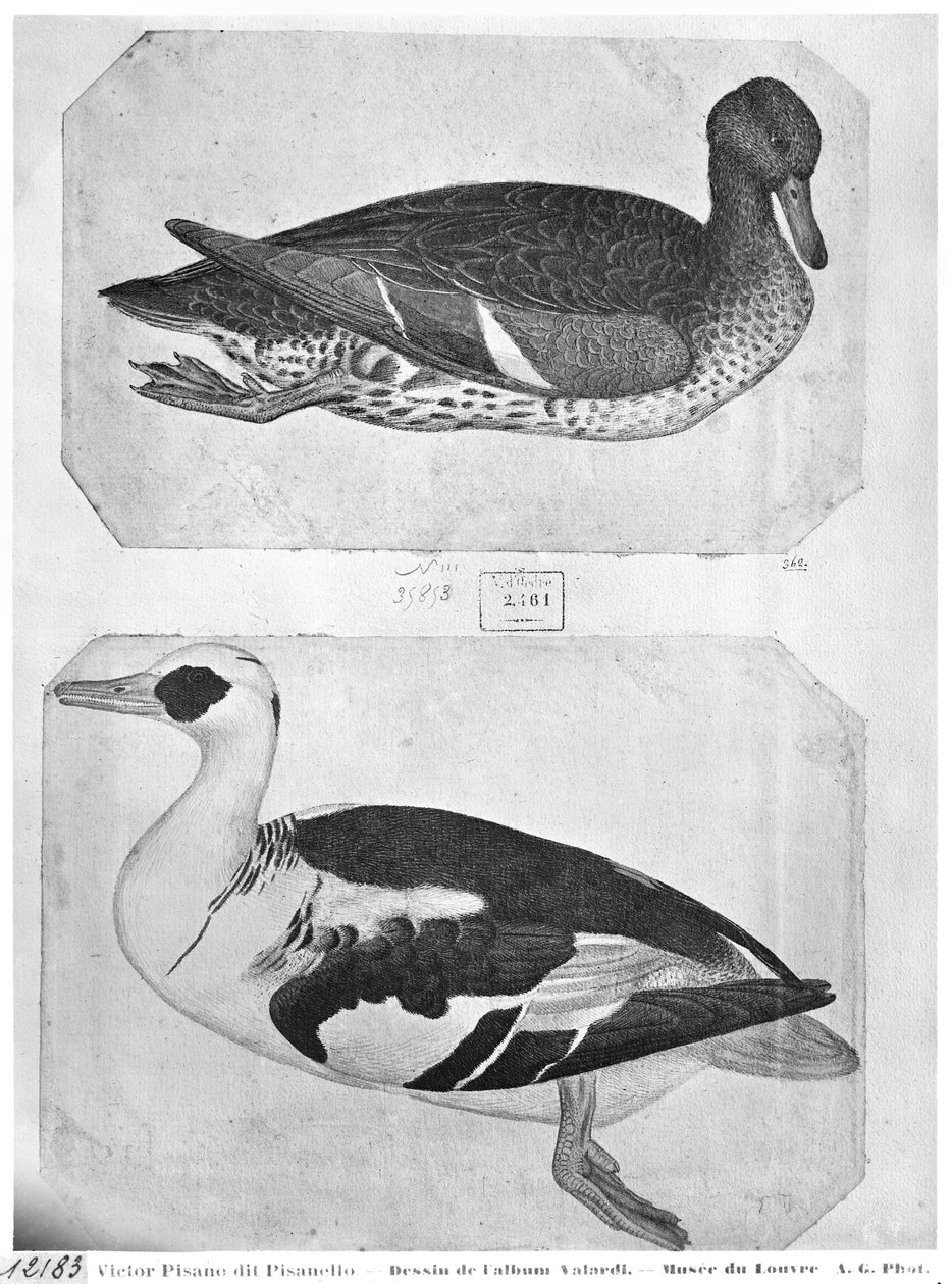 Ducks, från The Vallardi Album (penna, bläck och wc på papper) av Antonio Pisanello