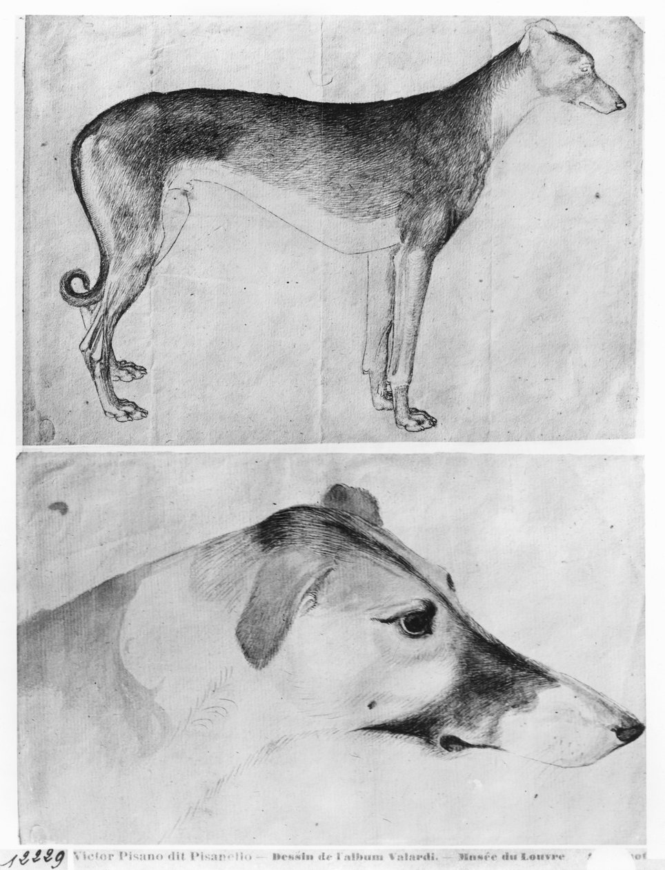 Vinthund och huvud av en vinthund, från The Vallardi Album av Antonio Pisanello