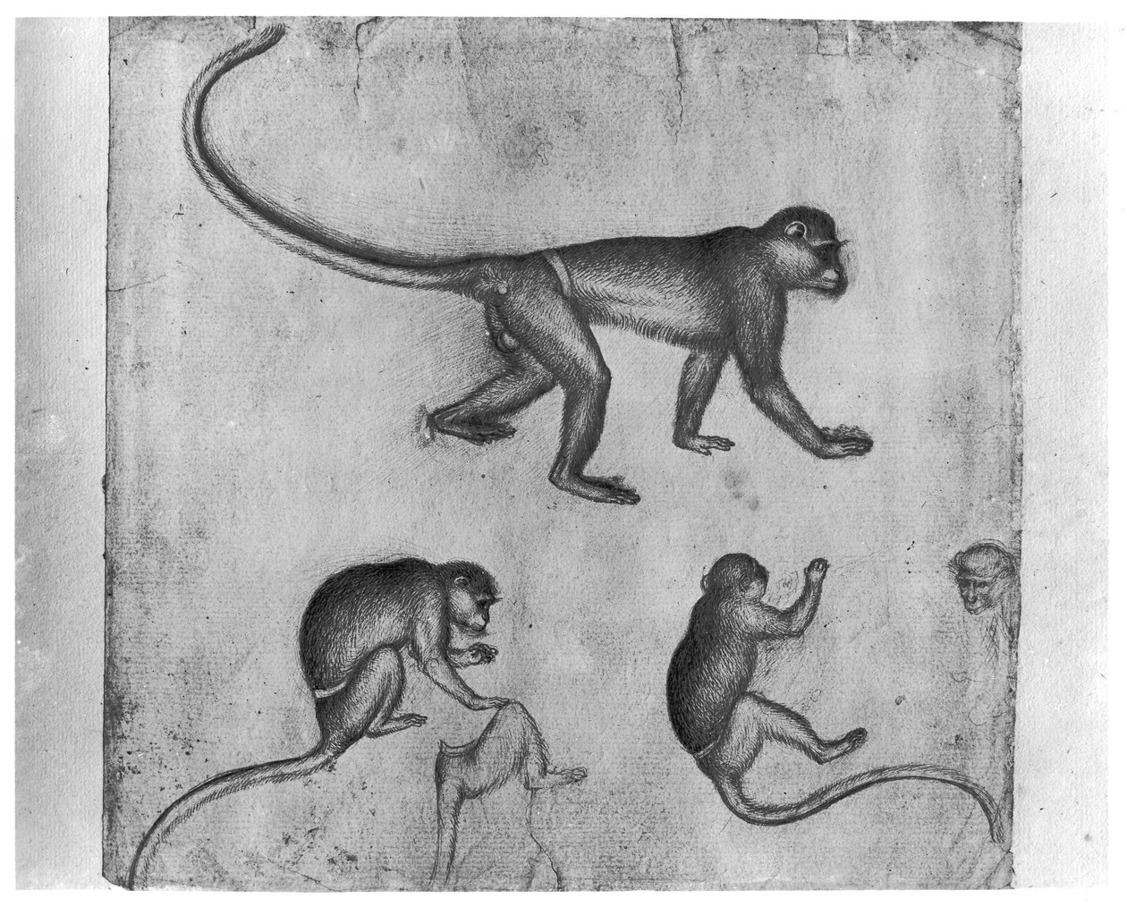 Monkeys, från The Vallardi Album av Antonio Pisanello
