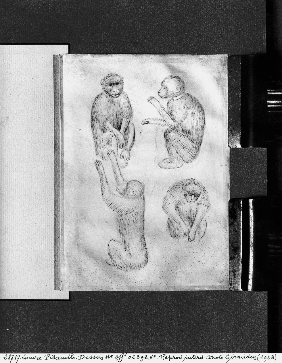 Monkeys, från The Vallardi Album av Antonio Pisanello