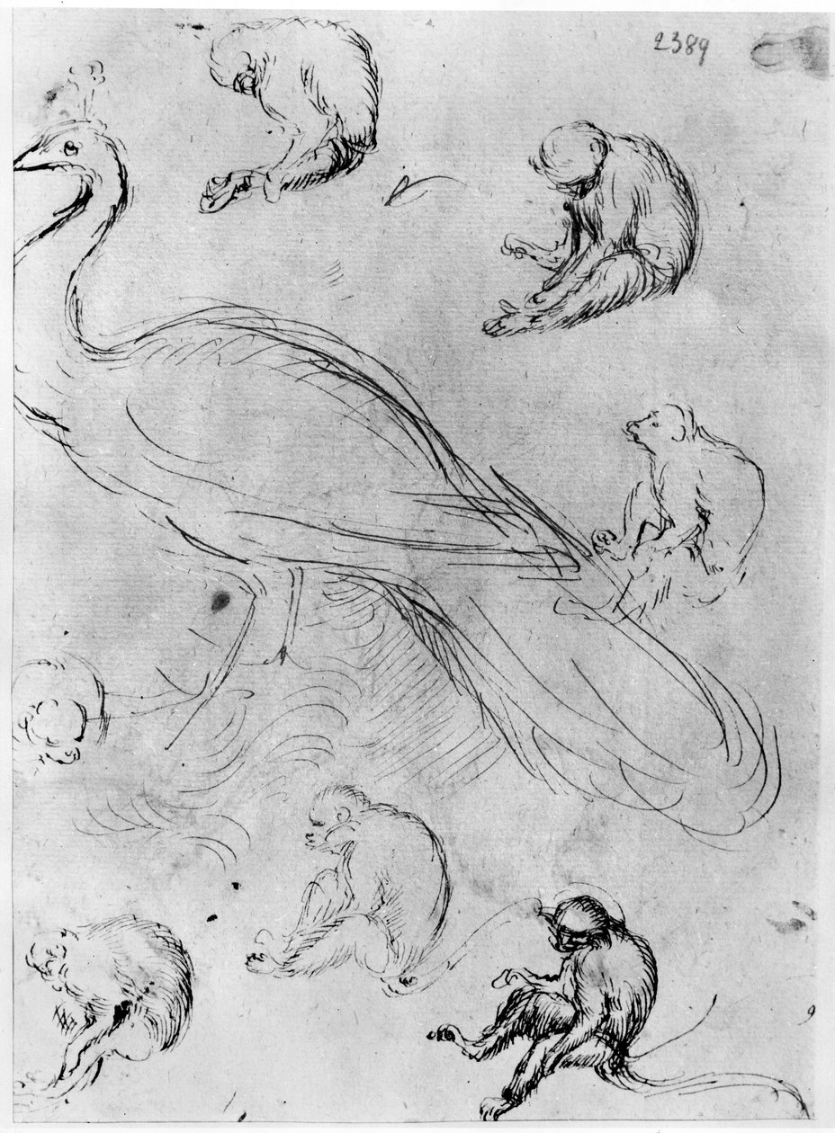 Peacock and Six Monkeys, från The Vallardi Album av Antonio Pisanello