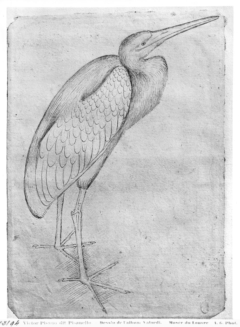 Pelican, från The Vallardi Album av Antonio Pisanello